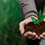 Hand holding young plant for environment day